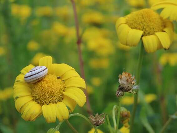 שמורת גמלא // צילום: שרית פלטצי-מיארה